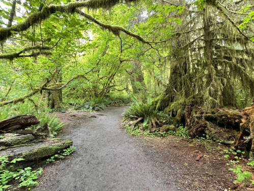 A winding dirt path through a lush, green forest with moss-covered trees and ferns lining the trail.