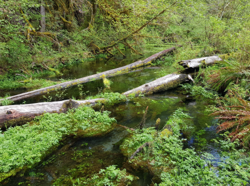 A serene forest scene featuring a clear stream with fallen logs and lush green vegetation surrounding it.