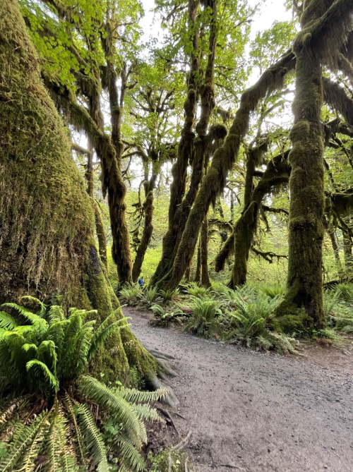 A lush, green forest path surrounded by tall, moss-covered trees and ferns.