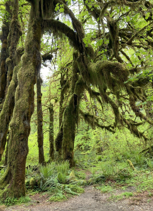 Lush green forest with tall, moss-covered trees and ferns, creating a serene, natural atmosphere.