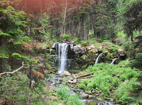 A serene forest scene featuring a small waterfall cascading over rocks, surrounded by lush greenery and tall trees.