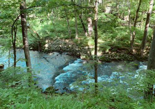 A serene river flows through a lush green forest, surrounded by trees and vibrant foliage.