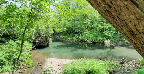 A serene river surrounded by lush green trees and foliage, with a sandy bank visible in the foreground.