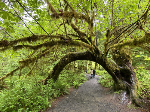 A winding path through a lush green forest with a large, moss-covered tree arching overhead. Two people walk ahead.