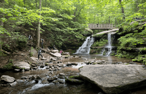 A serene forest scene featuring a waterfall cascading into a rocky stream, surrounded by lush green trees.