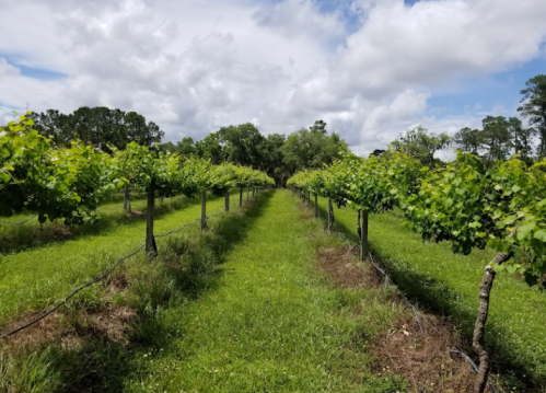 A lush vineyard with rows of grapevines under a partly cloudy sky, surrounded by greenery.