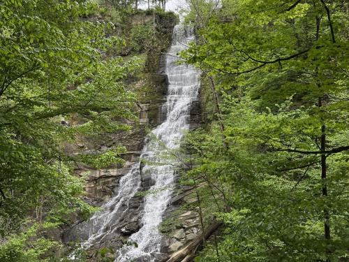 A cascading waterfall surrounded by lush green trees in a serene forest setting.