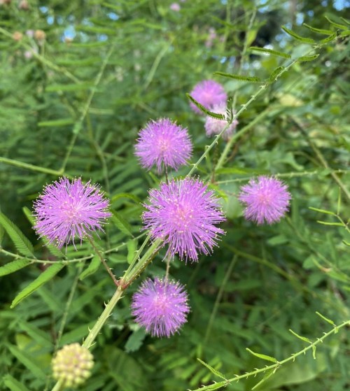 A cluster of vibrant purple flowers with fluffy, spherical shapes surrounded by green foliage.