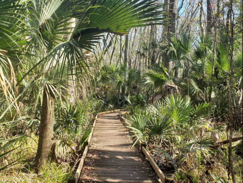 A wooden boardwalk winding through a lush, green forest filled with palm trees and dense vegetation.