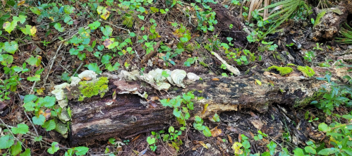 A fallen log covered in moss and small fungi, surrounded by green foliage on the forest floor.