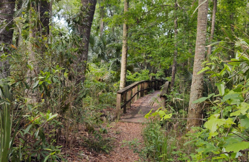 A wooden bridge winds through a lush, green forest filled with trees and dense foliage.