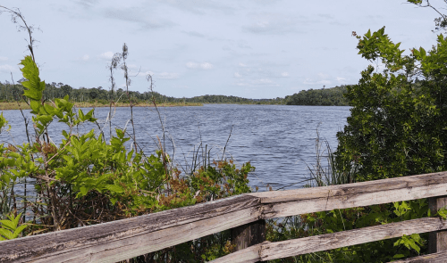 A serene view of a calm lake surrounded by lush greenery and a wooden railing in the foreground.