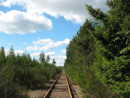 A railway track stretches through a lush green forest under a blue sky with fluffy clouds.