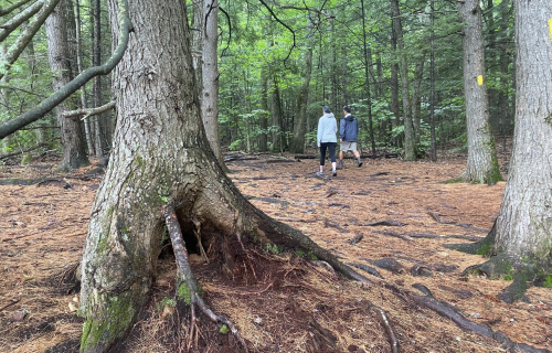 Two people walk along a forest path, surrounded by tall trees and a carpet of pine needles and exposed roots.