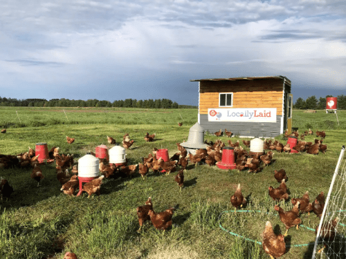A flock of chickens forages around a small wooden coop in a grassy field under a cloudy sky.