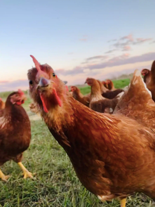 A close-up of a curious brown chicken in a grassy field, surrounded by other chickens under a colorful sky.