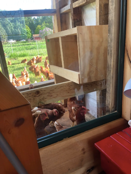 View through a window showing chickens outside and a wooden shelf inside a rustic building.