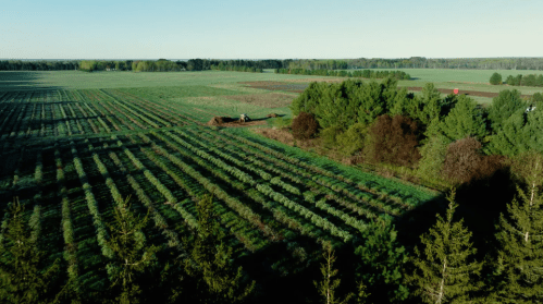 Aerial view of a lush green field with rows of crops and trees, under a clear blue sky.