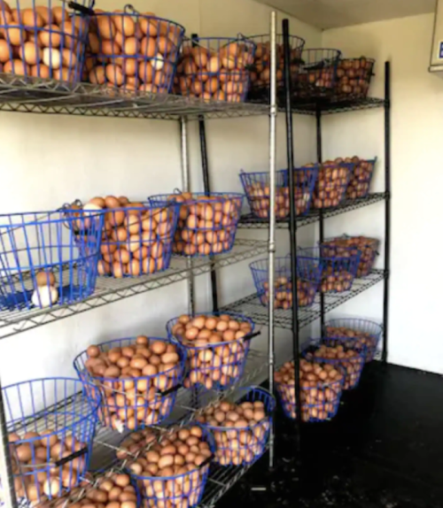 A storage room with metal shelves filled with blue baskets of brown eggs.