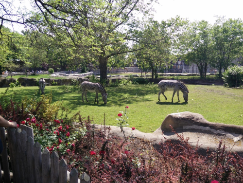 Three zebras graze in a sunny park surrounded by green trees and colorful flowers.