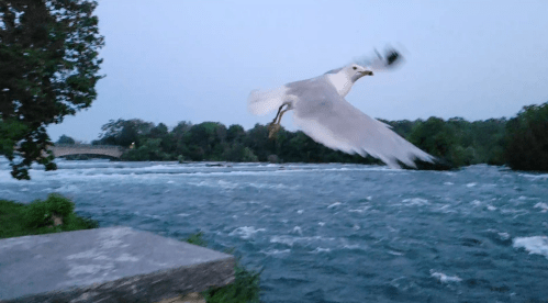 A seagull flies over a river with a blurred motion effect, surrounded by trees and a bridge in the background.