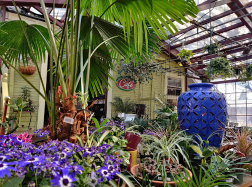 A vibrant greenhouse filled with various plants, colorful flowers, and a large blue decorative vase.