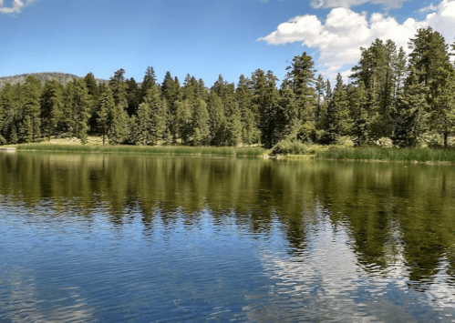 A serene lake surrounded by tall trees, reflecting the blue sky and clouds on its calm surface.