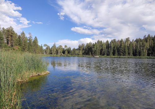 A serene lake surrounded by lush greenery and tall trees under a blue sky with scattered clouds.