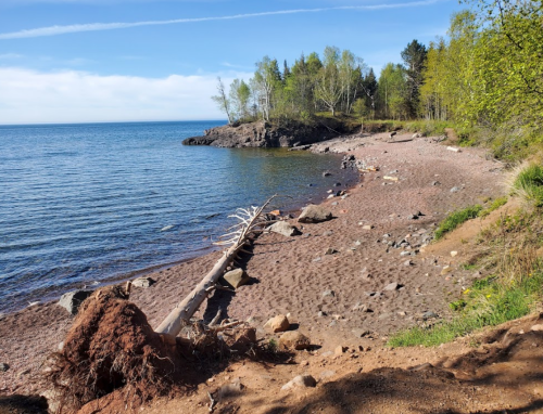 A serene lakeshore with a fallen tree, rocky beach, and lush greenery under a clear blue sky.