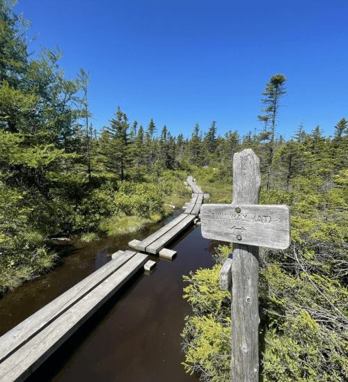 A wooden boardwalk leads through lush greenery and a calm waterway under a clear blue sky.