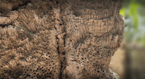 Close-up of textured, weathered wood with small holes and grooves, showcasing natural patterns and details.