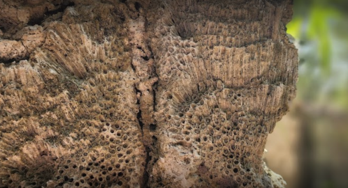 Close-up of textured, weathered wood with small holes and grooves, showcasing natural patterns and details.