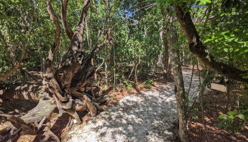 A winding path through a lush forest with twisted trees and dappled sunlight filtering through the leaves.