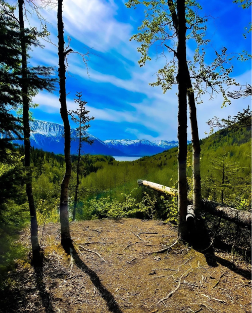 A scenic view of a lush green valley framed by trees, with mountains and a blue sky in the background.