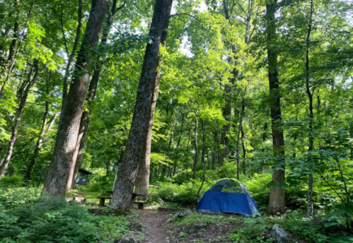 A blue tent nestled among tall trees in a lush green forest, with a picnic table visible nearby.
