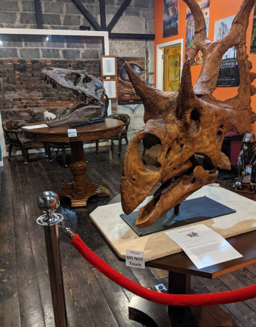 A dinosaur skull on display in a museum, with a second skull in the background and a red rope barrier.