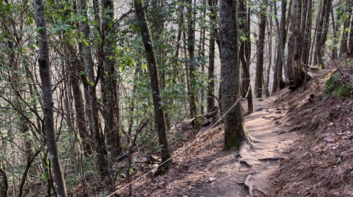 A winding dirt path through a dense forest, lined with trees and roots, leading into the distance.