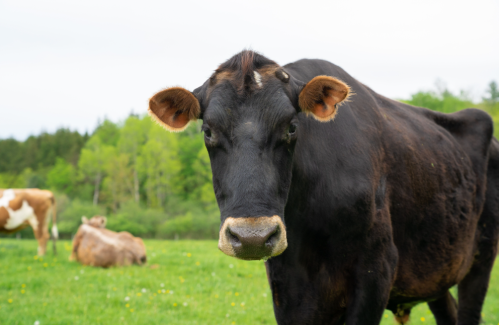 A close-up of a black cow in a green field, with other cows grazing in the background.