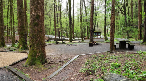 A serene forest campsite with picnic tables, a fire pit, and lush green trees surrounding a gravel path.