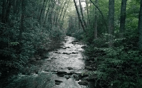 A serene forest scene featuring a winding stream surrounded by lush green trees and rocky banks.