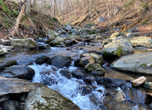 A serene stream flows over rocks in a wooded area, surrounded by trees and earthy tones.