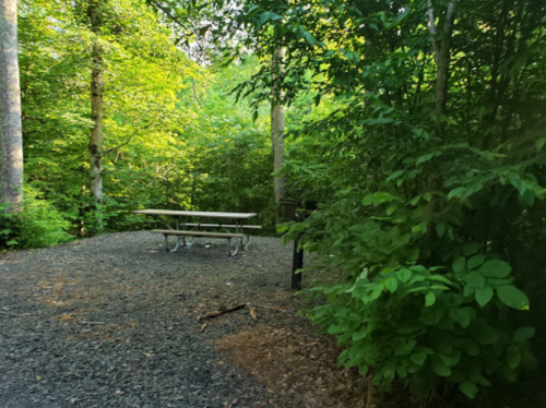 A serene forest scene with a gravel area and a picnic table surrounded by lush green trees.