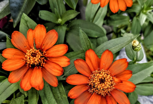 Bright orange flowers with green leaves, showcasing vibrant petals and intricate centers, surrounded by lush foliage.