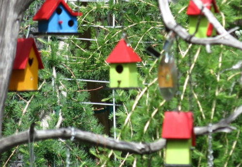 Colorful birdhouses hanging from a tree branch, surrounded by green foliage.
