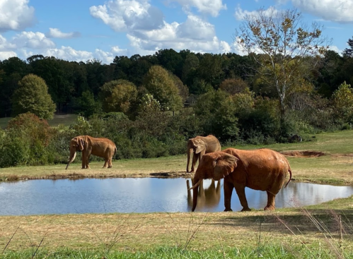 Three elephants stand near a pond, surrounded by trees and grass under a partly cloudy sky.