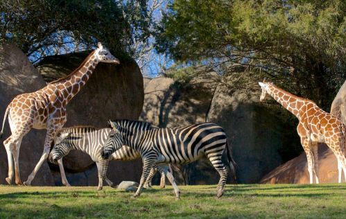 Two giraffes and two zebras walking in a grassy area with large rocks and trees in the background.