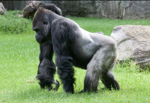 A gorilla walking on grass, with a strong build and dark fur, surrounded by rocks in a natural habitat.