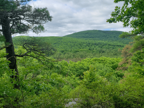 Lush green hills under a cloudy sky, framed by trees in the foreground, creating a serene natural landscape.