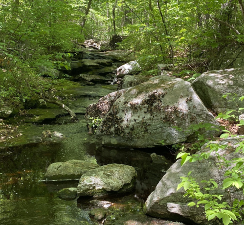 A serene forest scene featuring a rocky stream surrounded by lush green foliage and moss-covered stones.