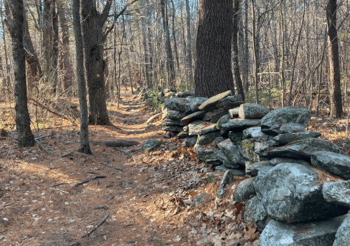 A forest path lined with a stone wall, surrounded by trees and fallen leaves on the ground.